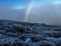 A rainbow in the background with frozen bushes in the foreground