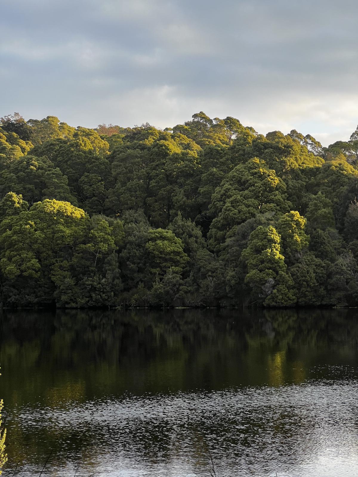 Trees and the Pieman