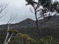 Mount Picton behind some gum trees