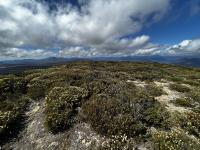 Low scrub and a cloudy sky