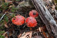 Three red mushrooms on the forest floor