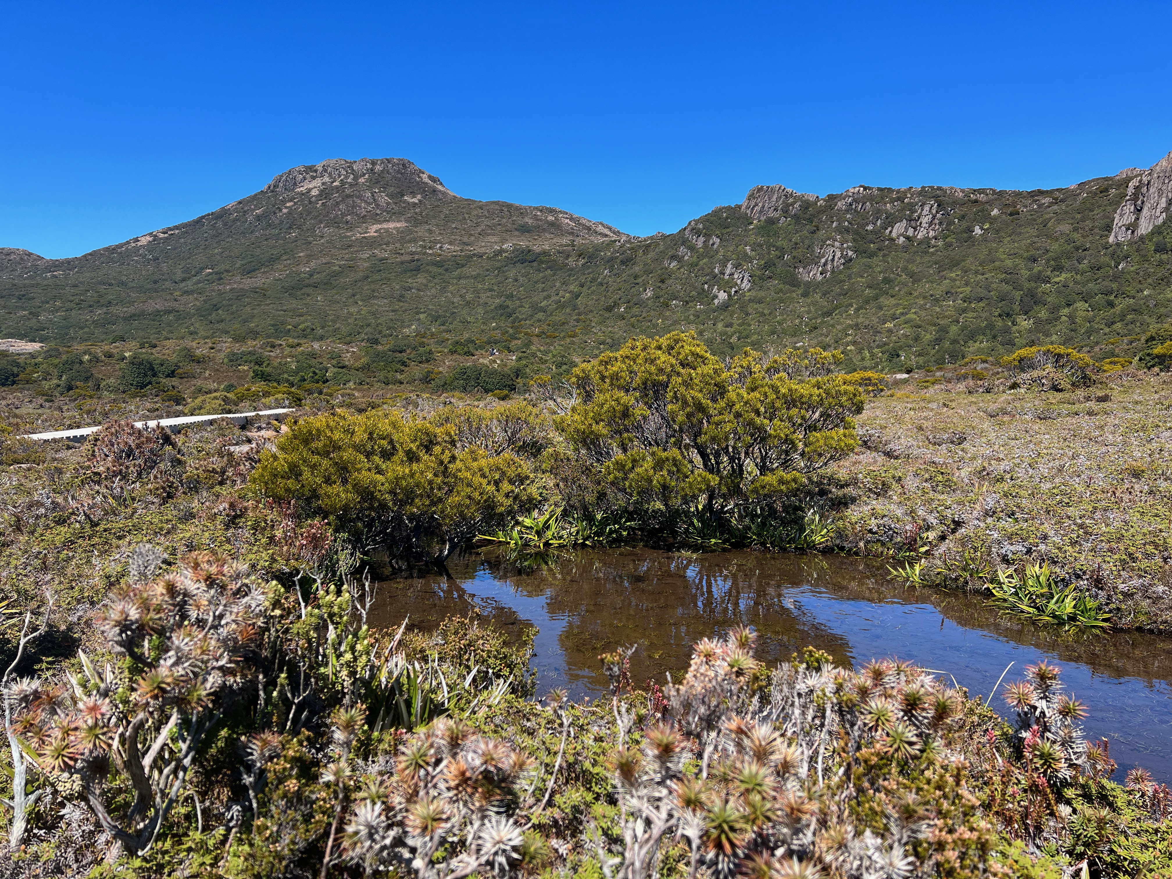 Hartz Peak in the background, with a bush and a small pond in the foreground