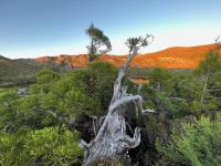 A sunset of a mountain range, with a pencil pine tree in the foreground